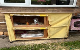 English rabbits for sale: 2 Female Rabbits  - Image 3