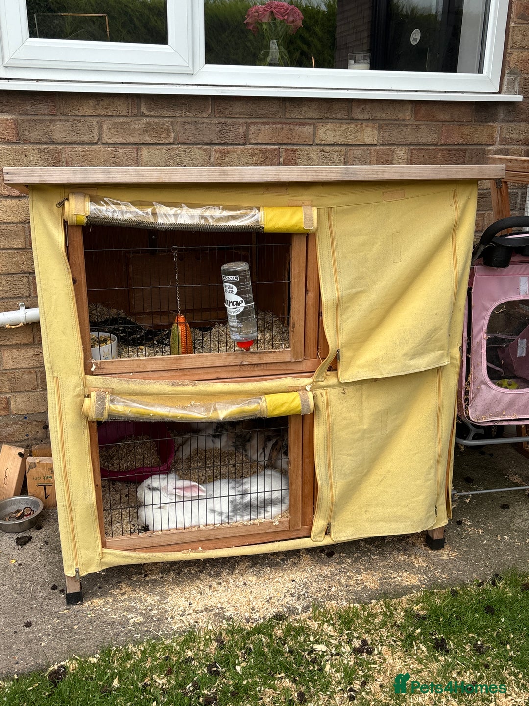 English rabbits for sale: 2 Female Rabbits  - Image 3