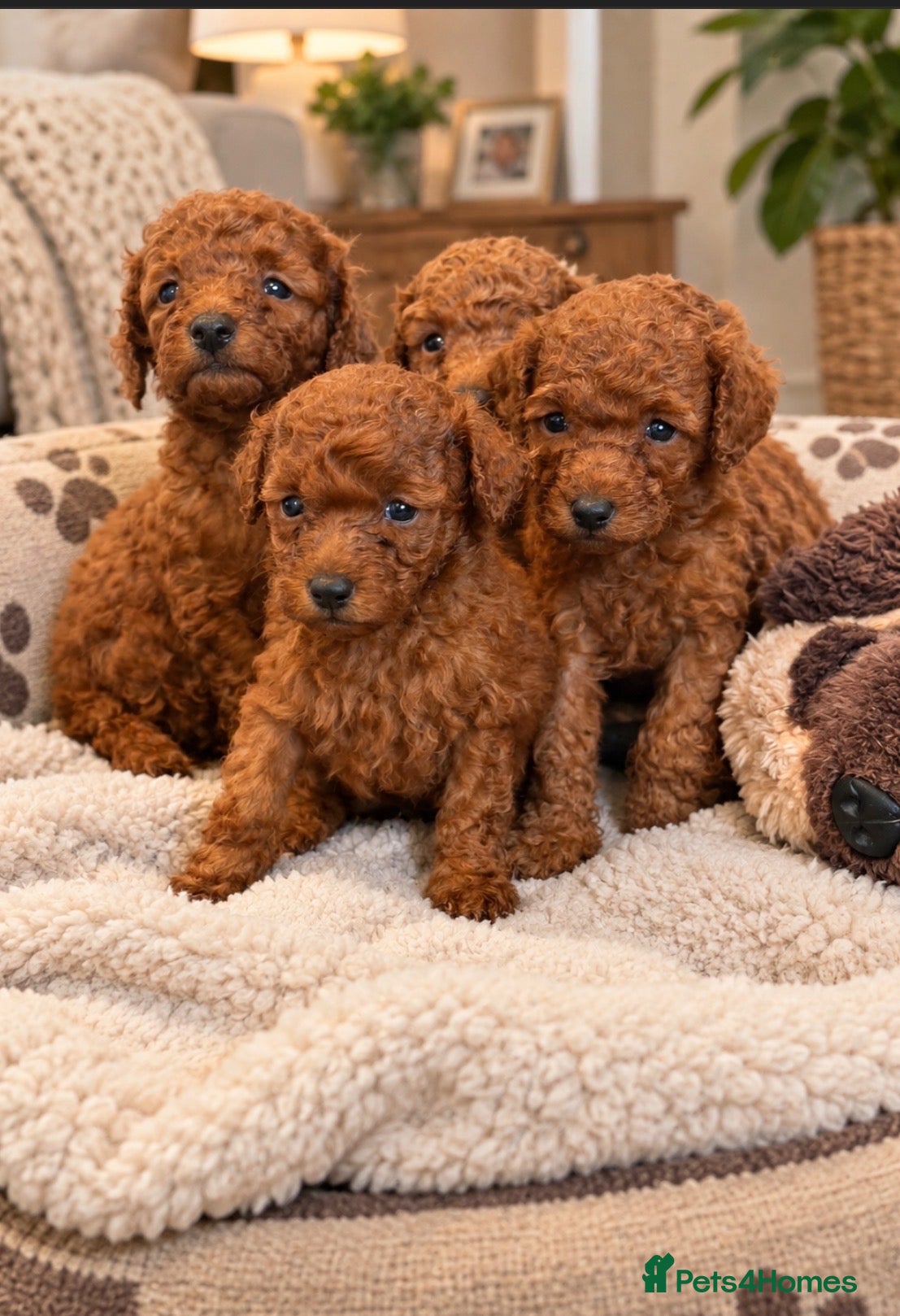 Miniature Poodle dogs Amazing deep red kc mini poodles ❤️🩵 - Advert 1