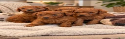 Miniature Poodle dogs for sale: Amazing deep red kc mini poodles ❤️🩵 - Advert 2