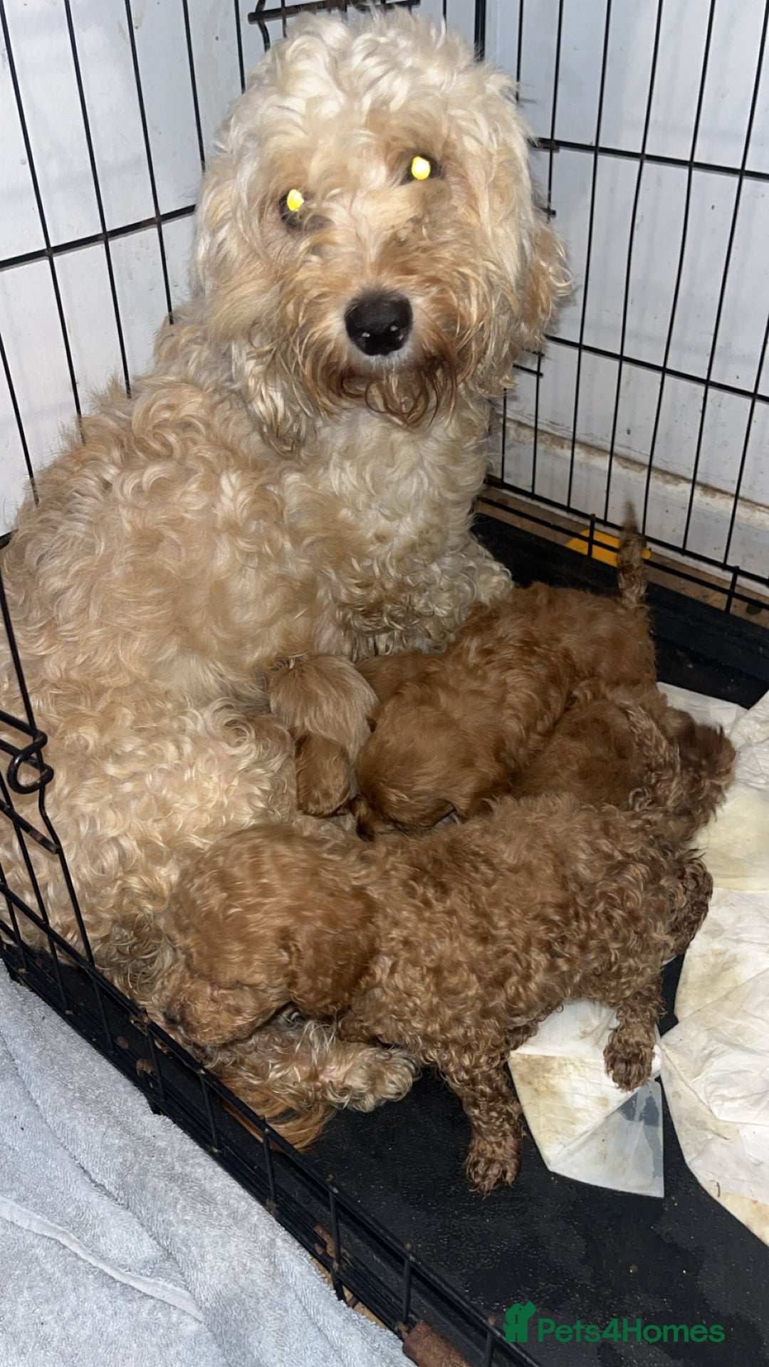 Cockapoo dogs for sale: Cockapoo puppies  - Image 3