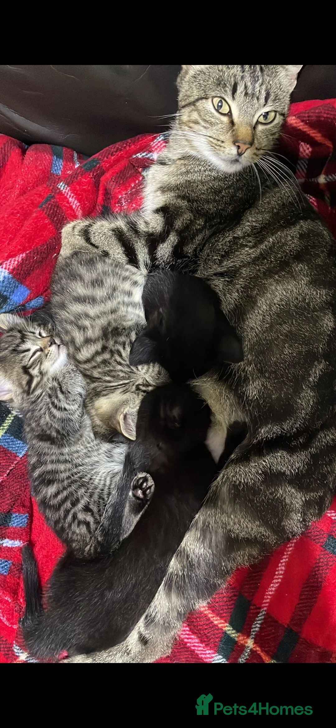 Mixed Breed cats for sale: beautiful kittens ready for their new homes - Advert 4