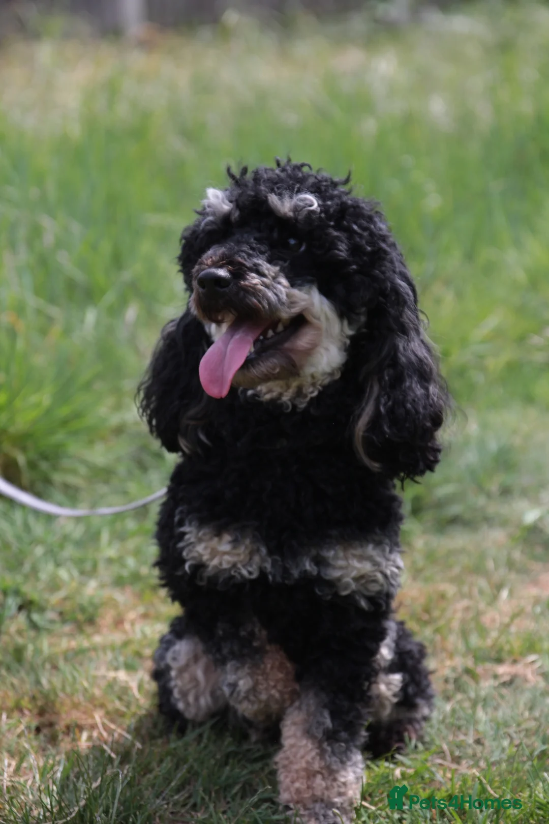 Toy Poodle dogs for stud: Black phantom toy poodle for stud  - Advert 5