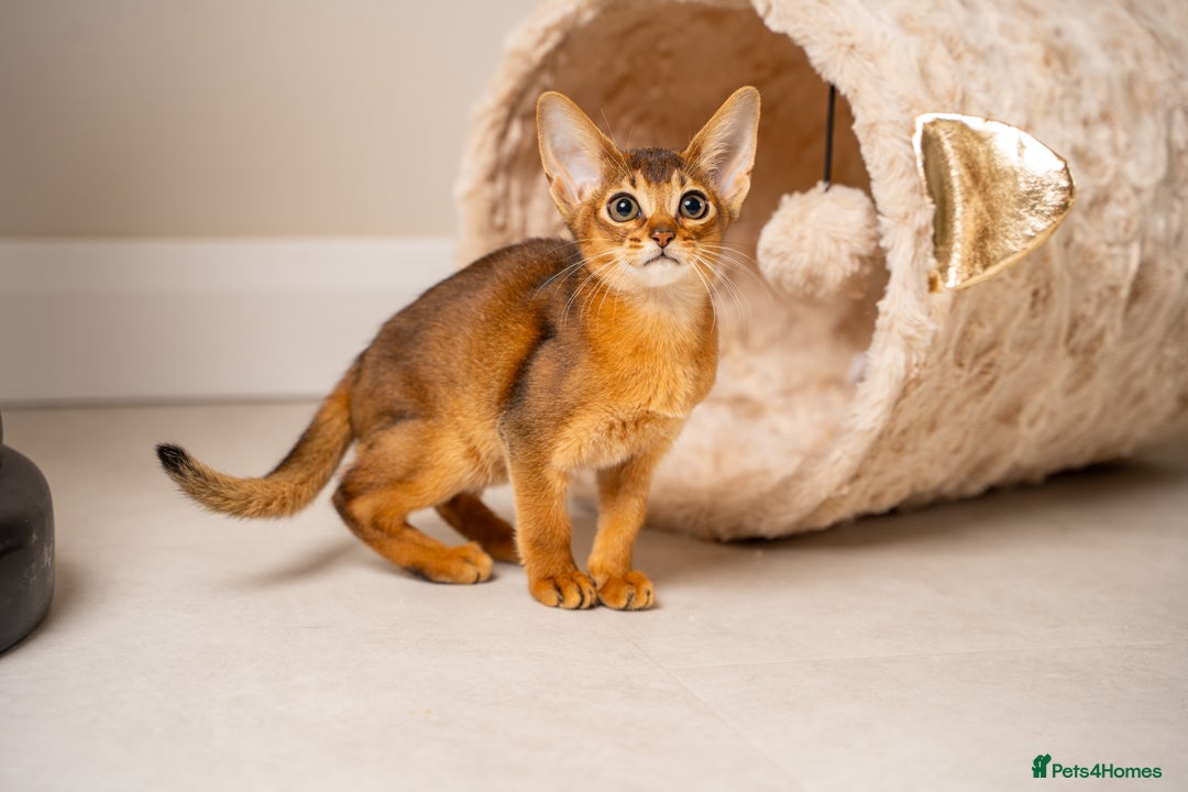 Abyssinian cats for sale: Premium Abyssinian kittens-TICA- Champion Pedigree - Image 30