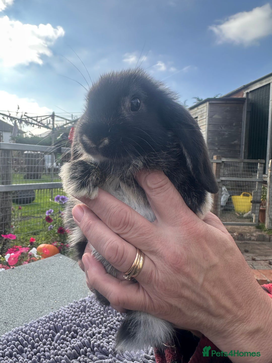 Mini Lop rabbits for sale: Female mini lops  - Image 3