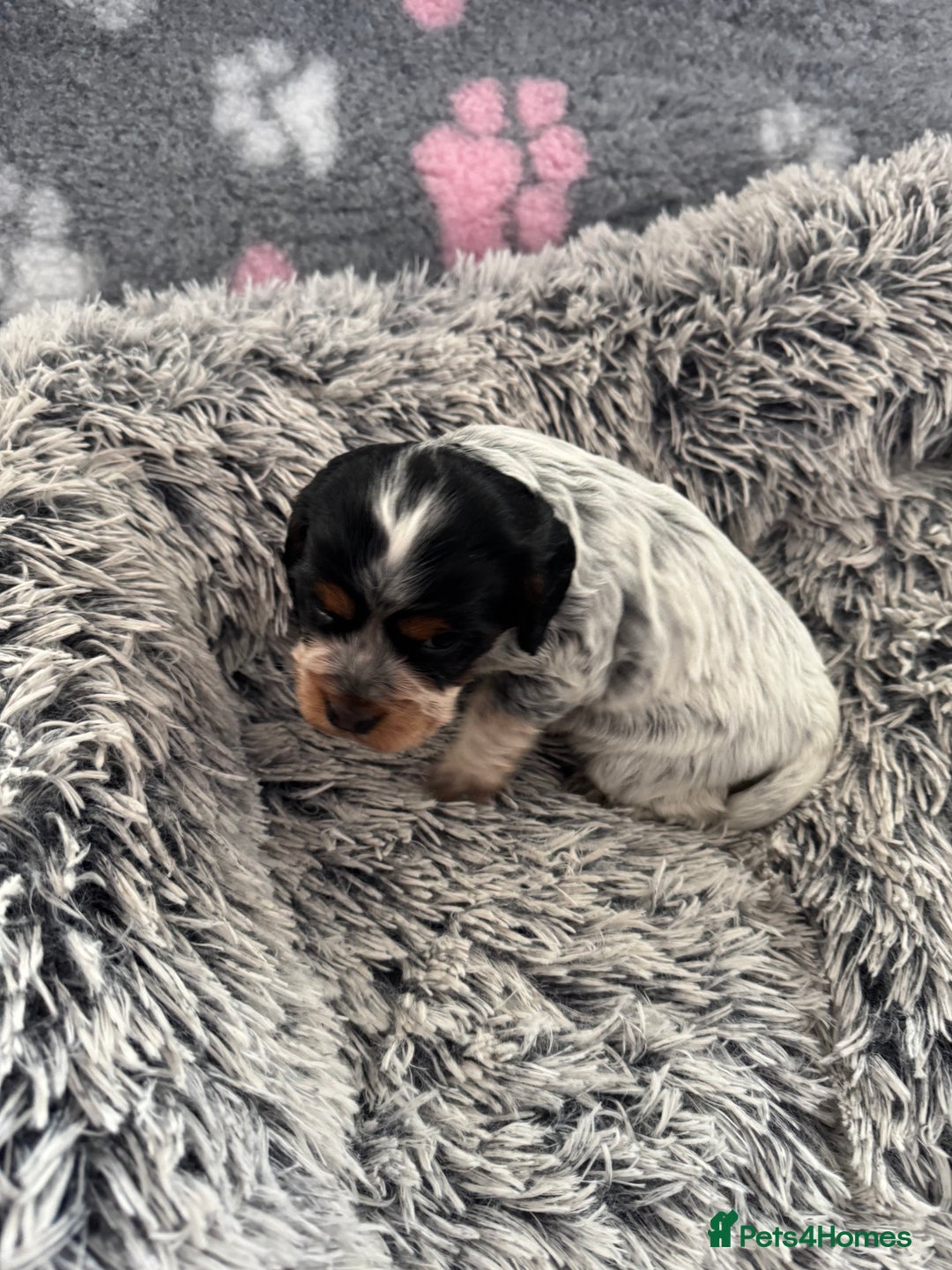 Cocker Spaniel dogs for sale: Show Type Cocker Spaniel Puppies – Girls Only - Advert 3