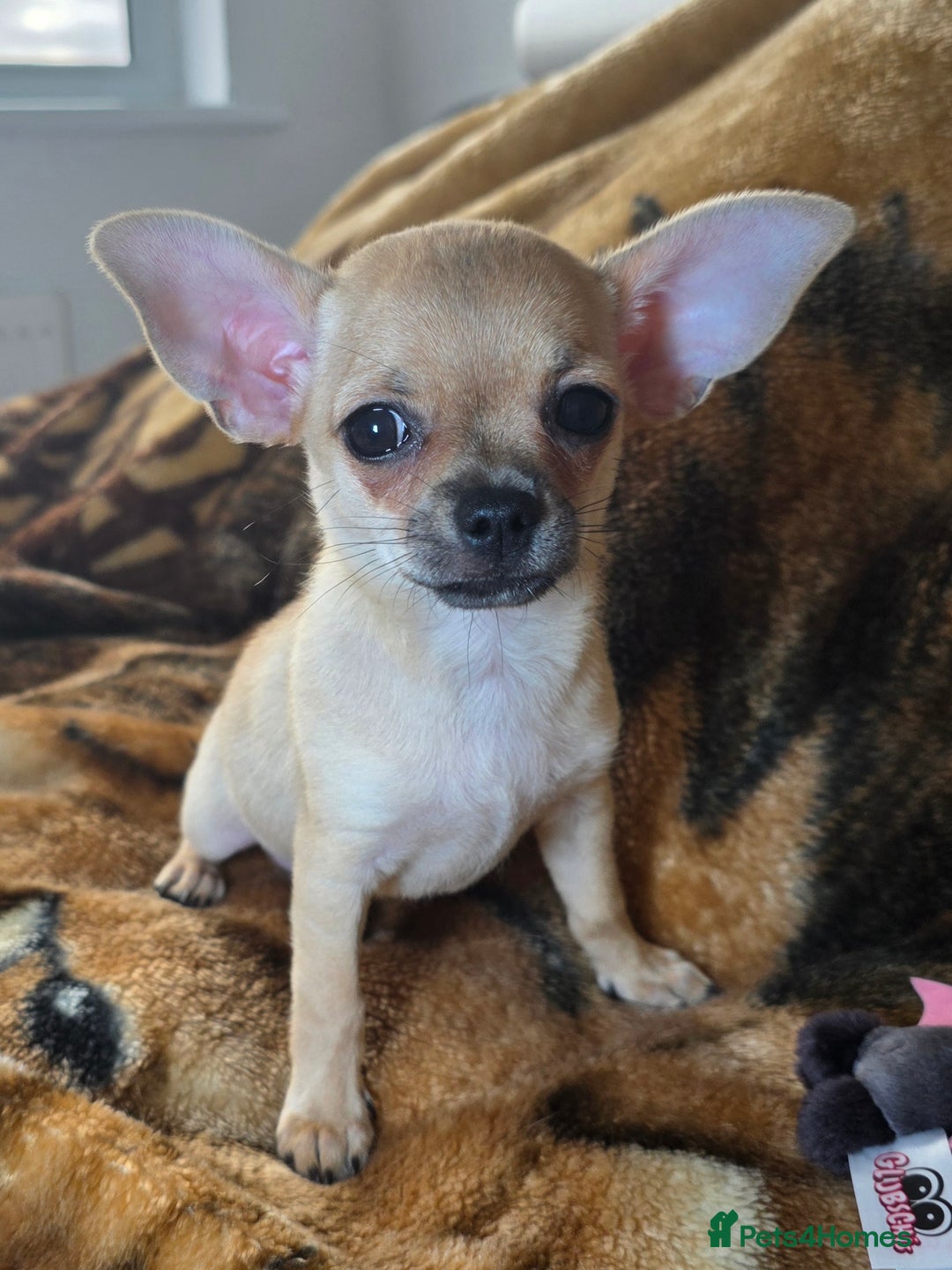 Chihuahua dogs for sale: CHIHUAHUA Girls Ready To Go - Advert 11