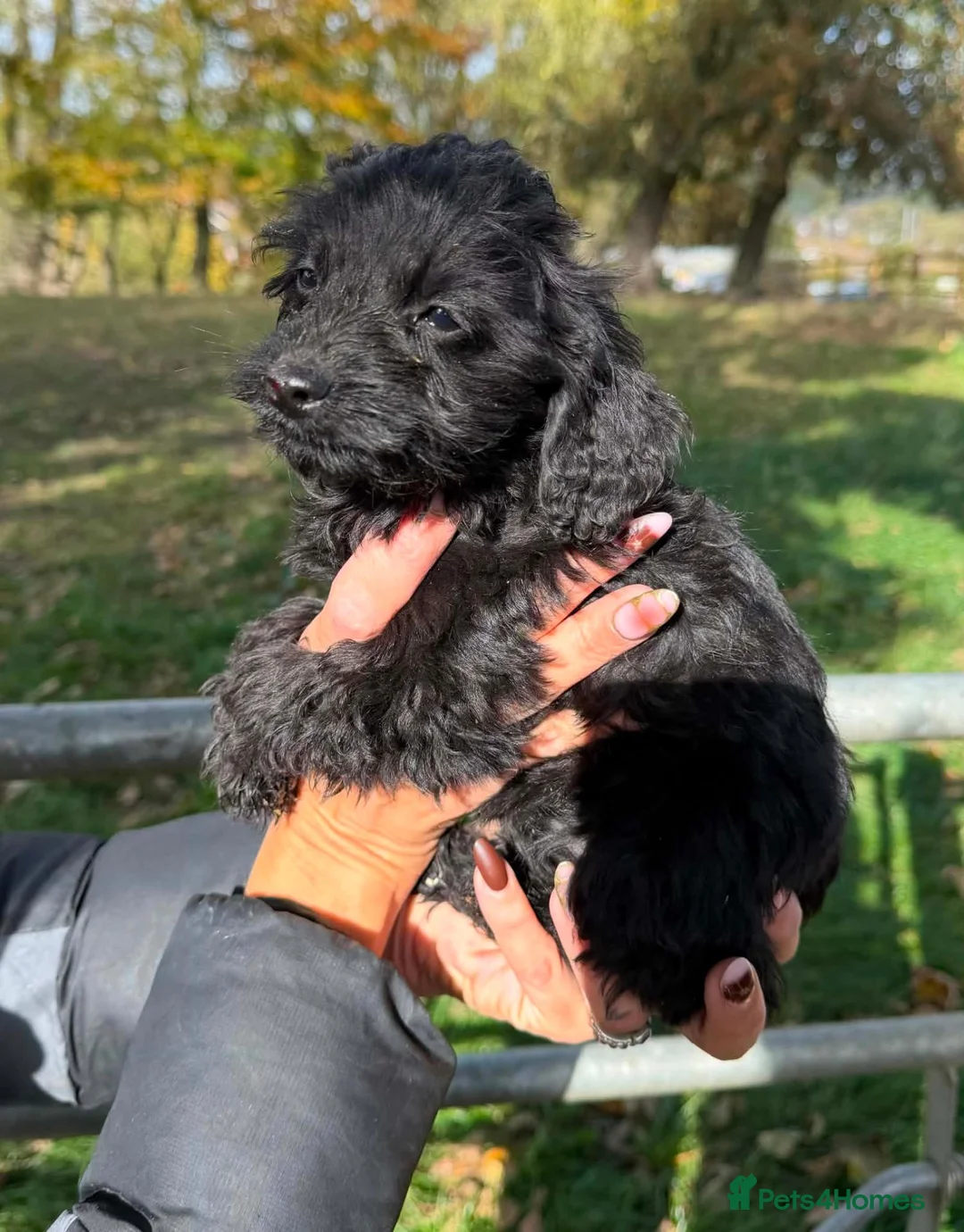 Cockapoo dogs for sale: Beautiful f1 merle cockerpoo  - Advert 8