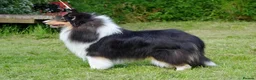 Rough Collie dogs for sale: Rough Collie Puppies-Health Tested Blue Merle Tri - Advert 10