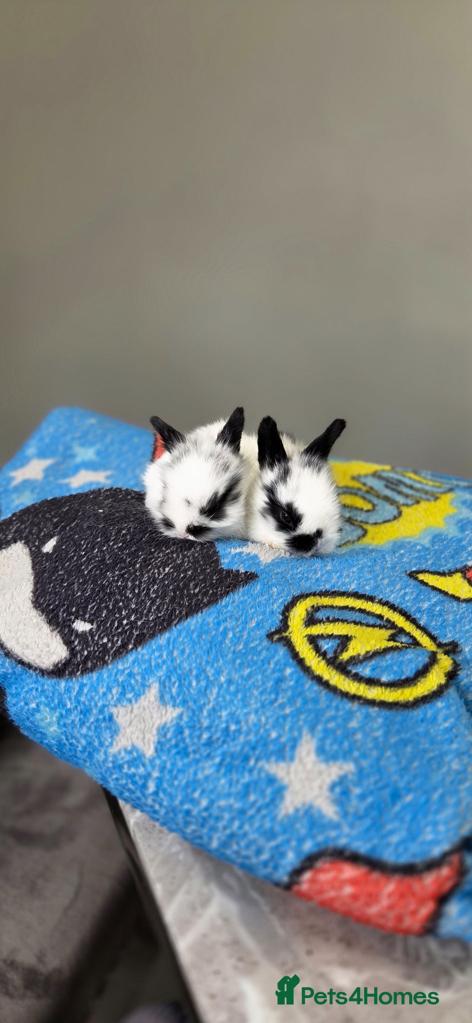 Mini Lion Lop rabbits for sale: Lionlops - Advert 13