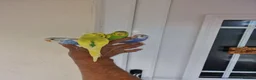 Budgerigars birds for sale: Super Silly hand tamed budgie - Advert 15