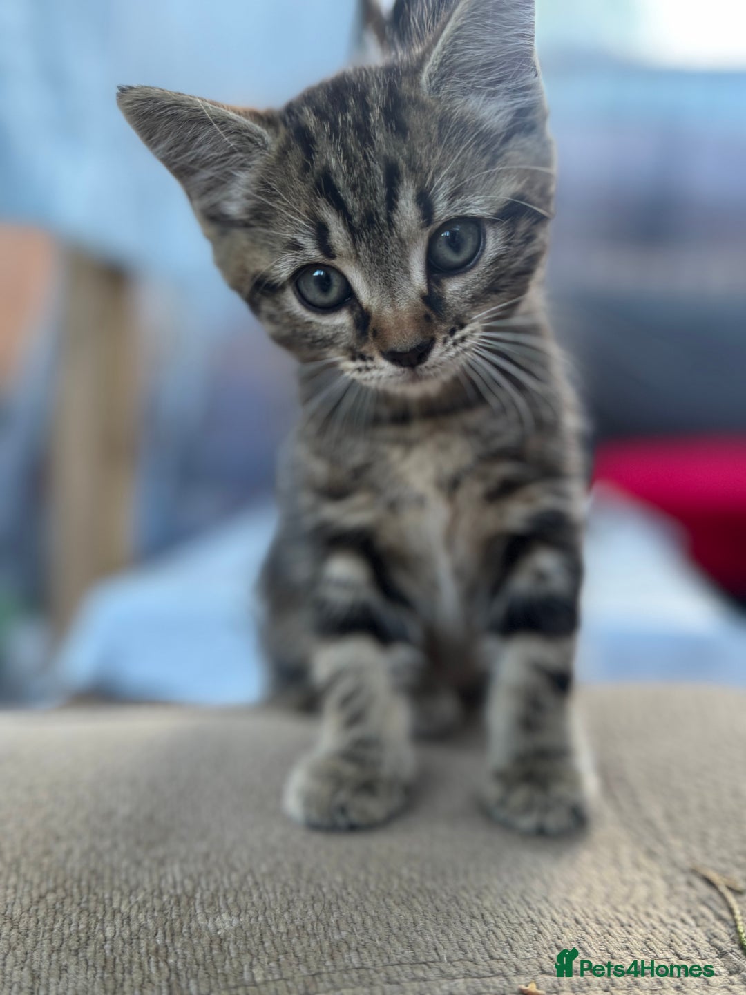 British Longhair cats for sale: British long hair  - Image 7