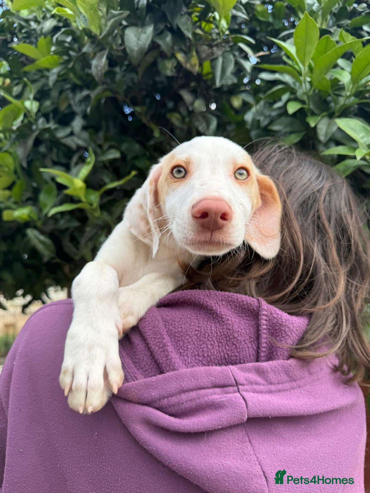 Mixed Breed dogs Super Sweet Snowy - Advert 2