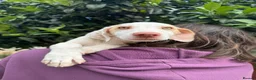 Mixed Breed dogs for adoption: Super Sweet Snowy - Advert 2