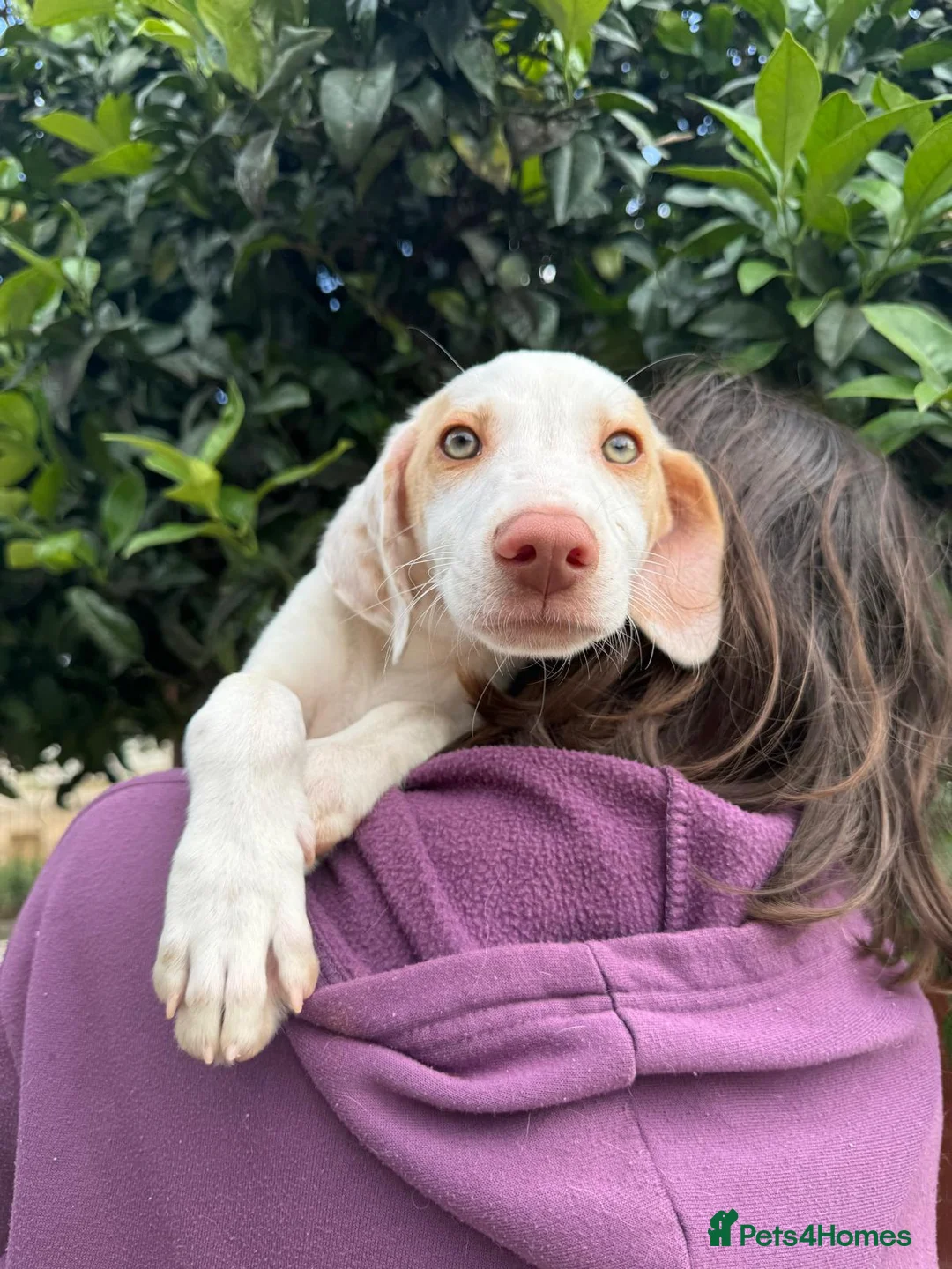 Mixed Breed dogs for adoption: Super Sweet Snowy - Advert 2