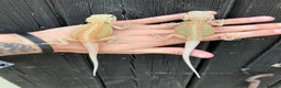 Bearded Dragon reptiles for sale: Various Bearded Dragon Morph Babies - Advert 7
