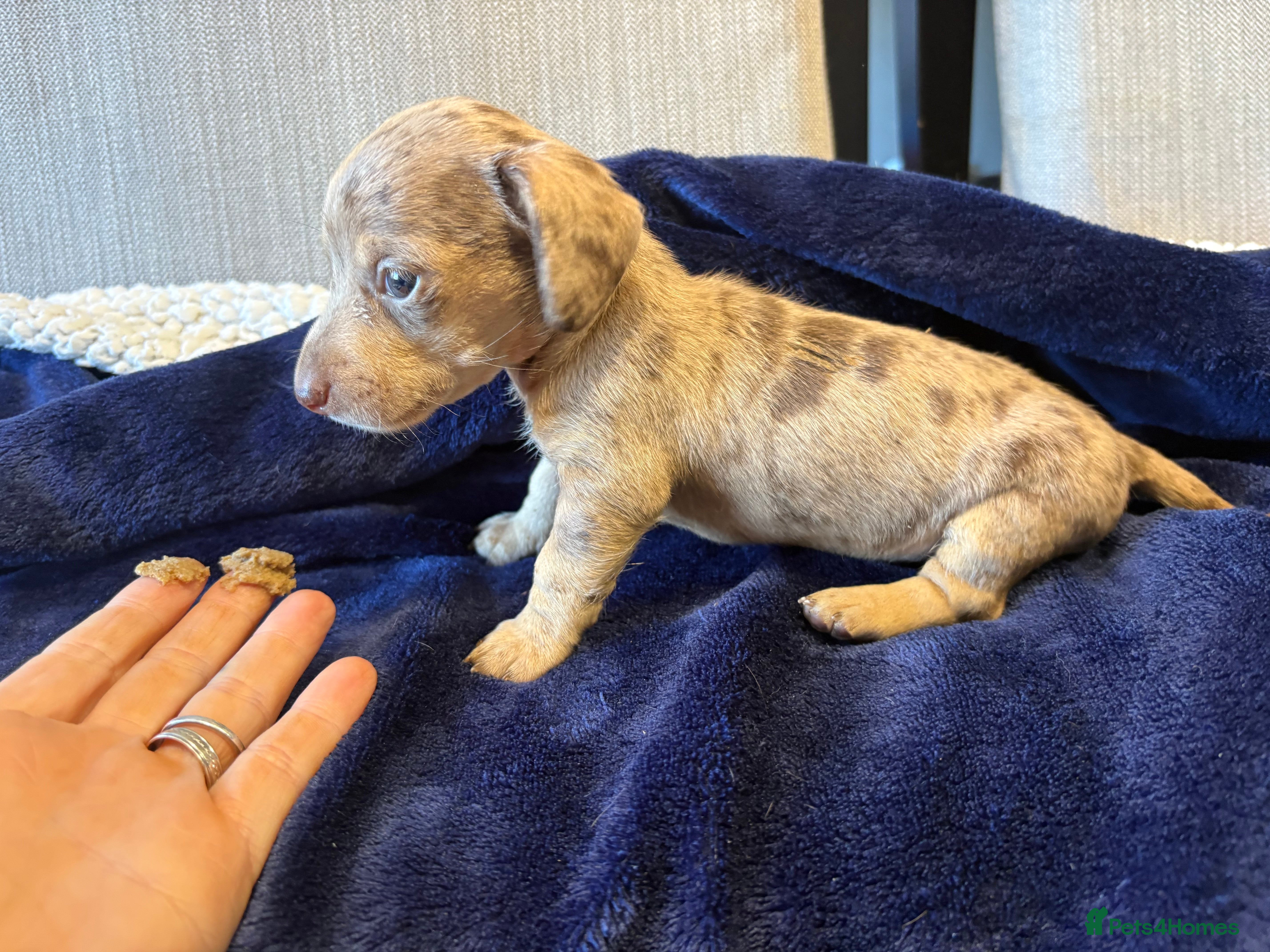 Miniature Dachshund dogs Kc Miniature dachshund puppies  - Advert 16