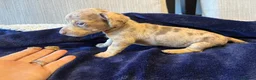 Miniature Dachshund dogs for sale: Kc registered Miniature dachshund puppies  - Advert 4