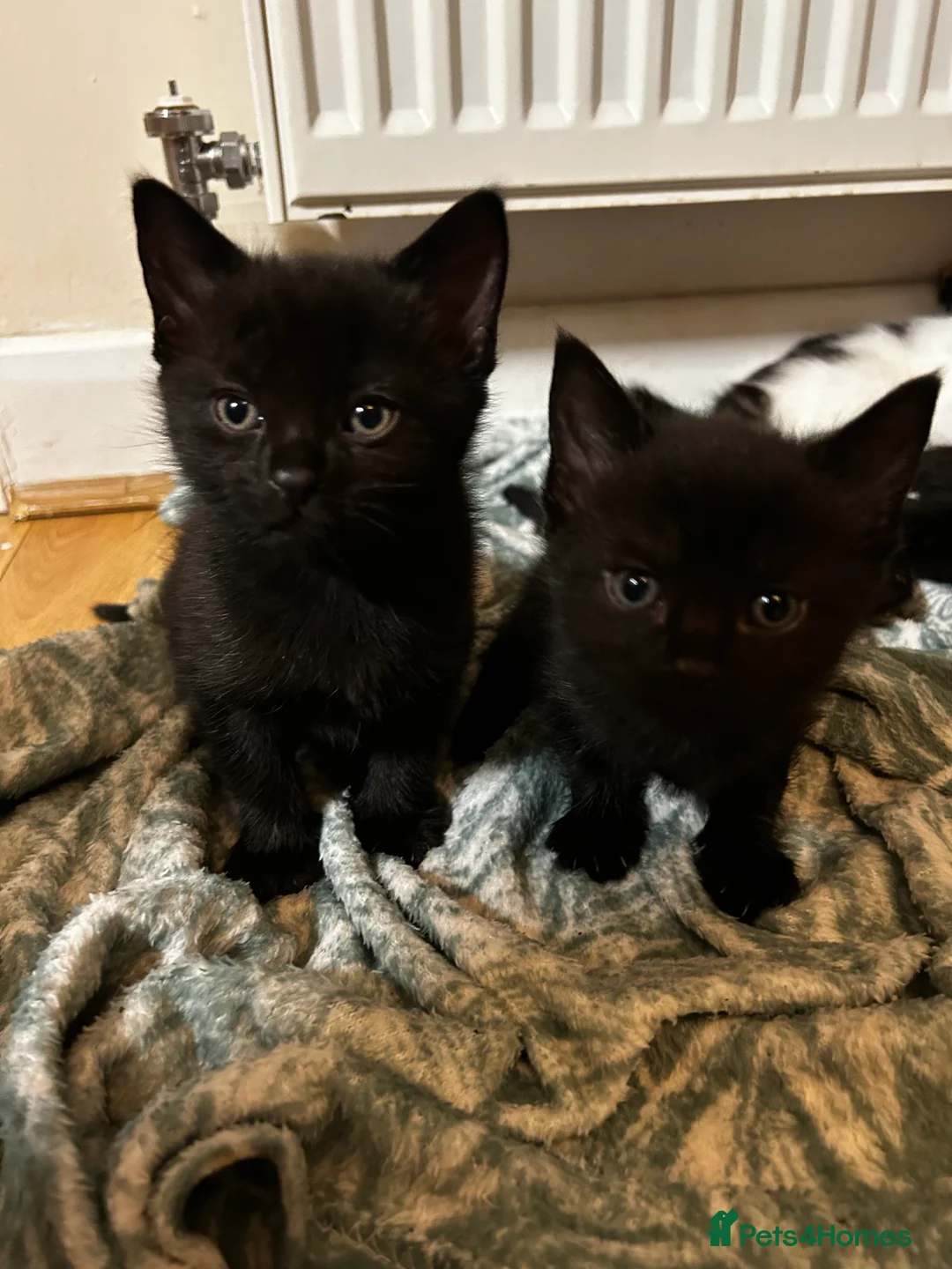 Mixed Breed cats for sale: 2 beautiful kittens for sale £120 each  - Advert 1