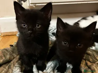 Mixed Breed cats 2 beautiful kittens for sale £120 each - Advert 1