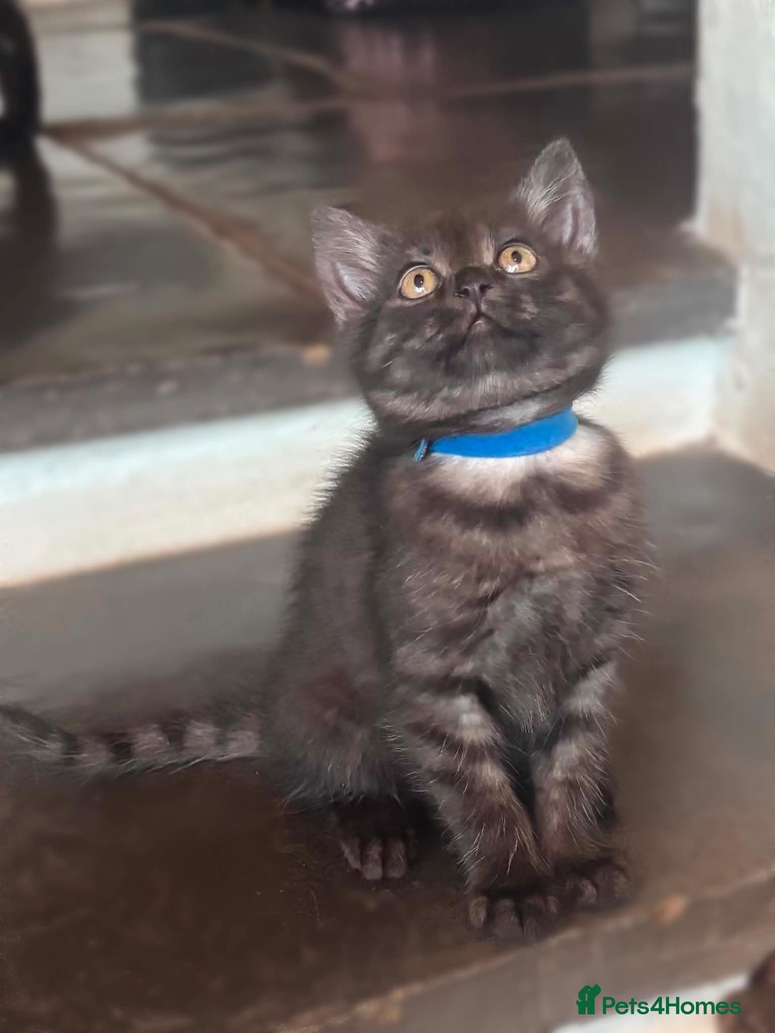 British Shorthair cats 5x British Short Hair Cross Kittens - Advert 8