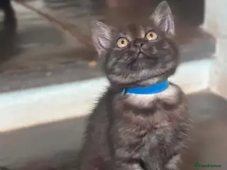 British Shorthair cats 5x British Short Hair Cross Kittens - Advert 8