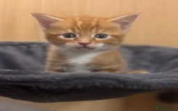 Mixed Breed cats for sale: Main coon mix kittens - Image 9