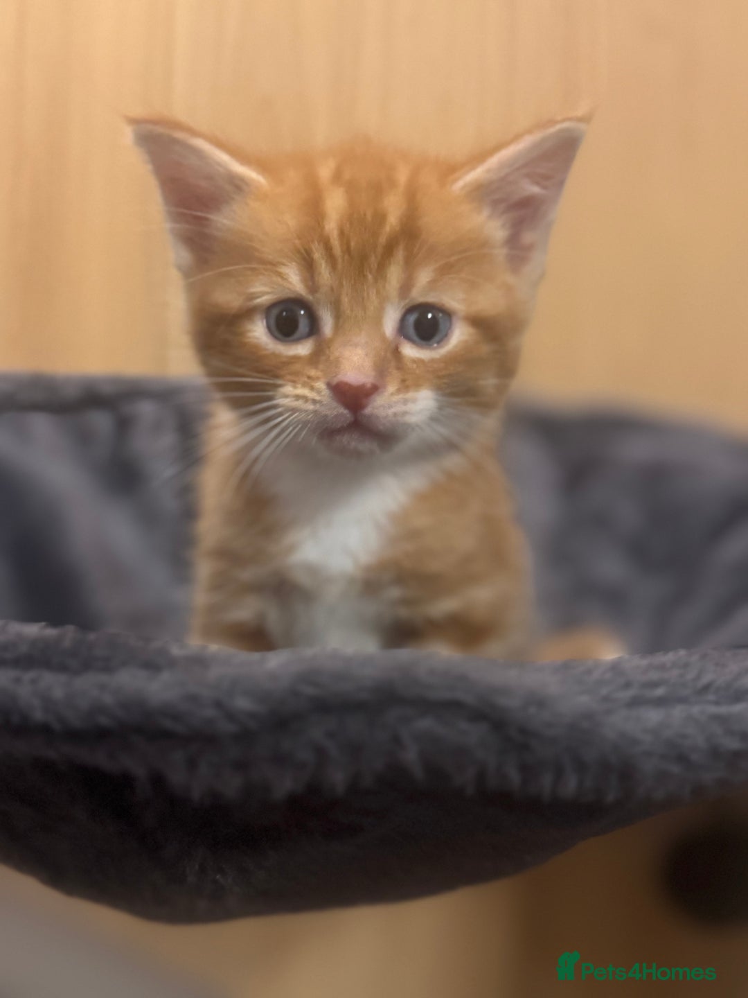 Mixed Breed cats for sale: Main coon mix kittens - Image 9