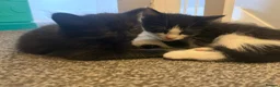 Mixed Breed cats for sale: Half Maine-coon kittens - Advert 8