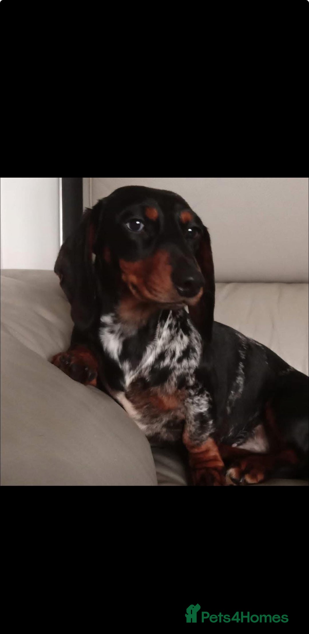 Miniature Dachshund dogs for sale: 🐾 Miniature Dachshund Puppies 🐶  - Image 6