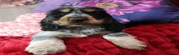 Cocker Spaniel dogs for sale: Extensively Health Tested, Top Quality pedigree  - Advert 11
