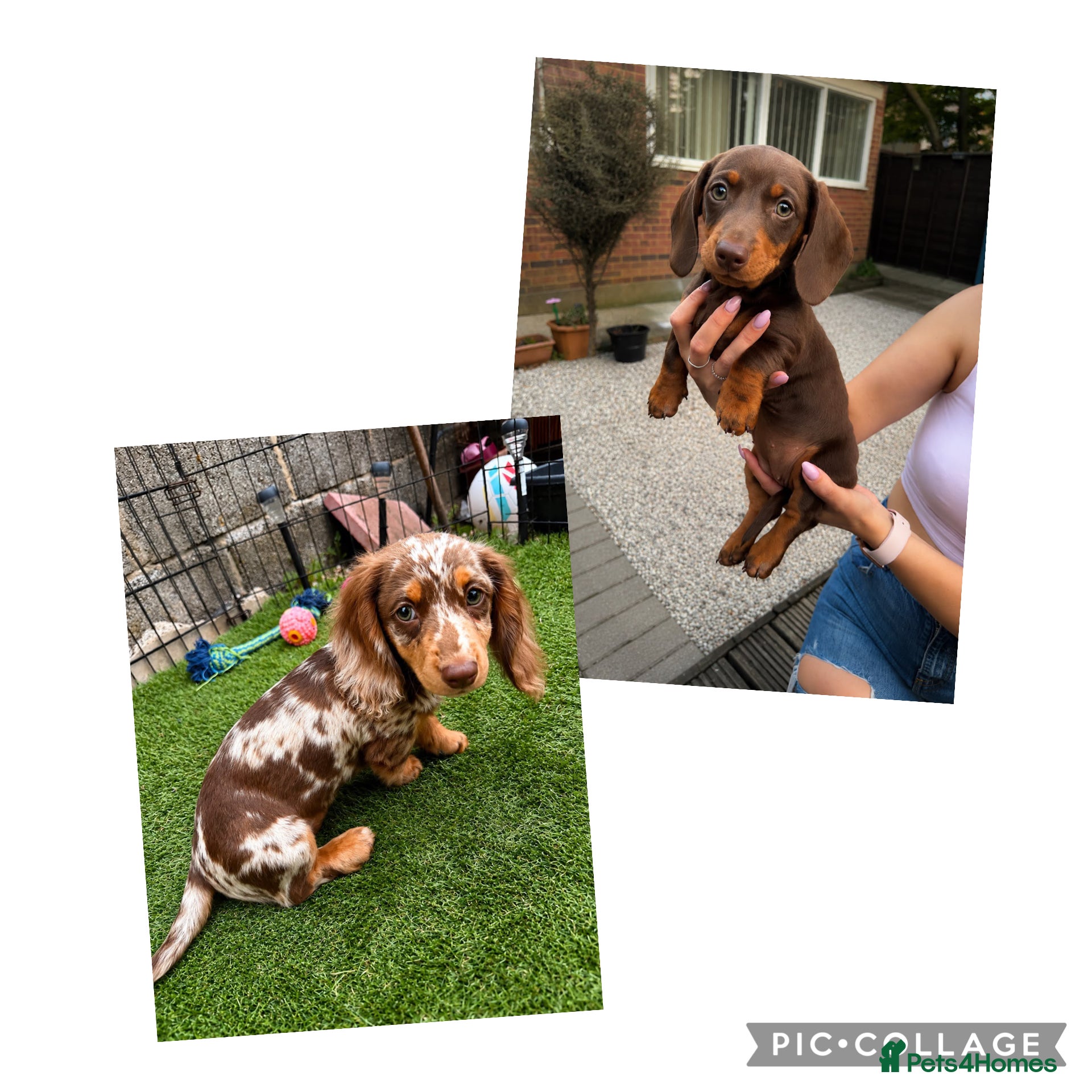 Miniature Dachshund dogs for sale: Miniature KC Daschund  - Advert 1