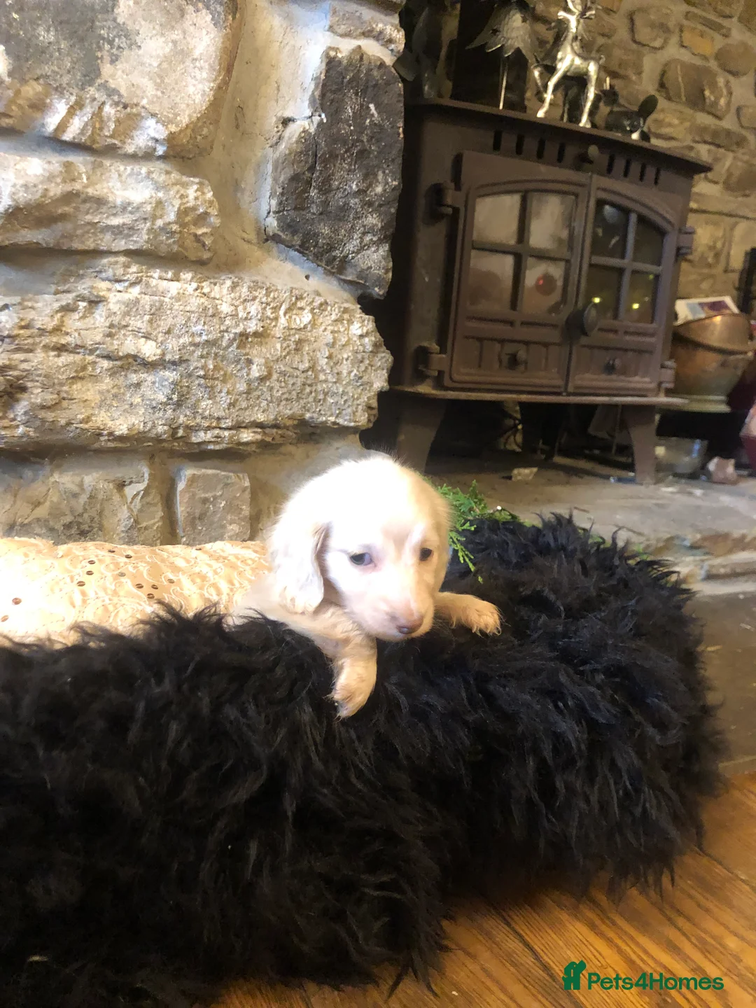 Miniature Dachshund dogs for sale: KC English Cream miniature dachshund  - Advert 10