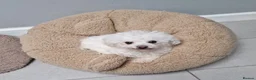 Bichon Frise dogs for sale: Maya - beautiful sweetie  - Advert 2