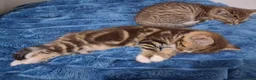 Mixed Breed cats for sale: Kittens 4 sale in Bishop Auckland - Advert 9