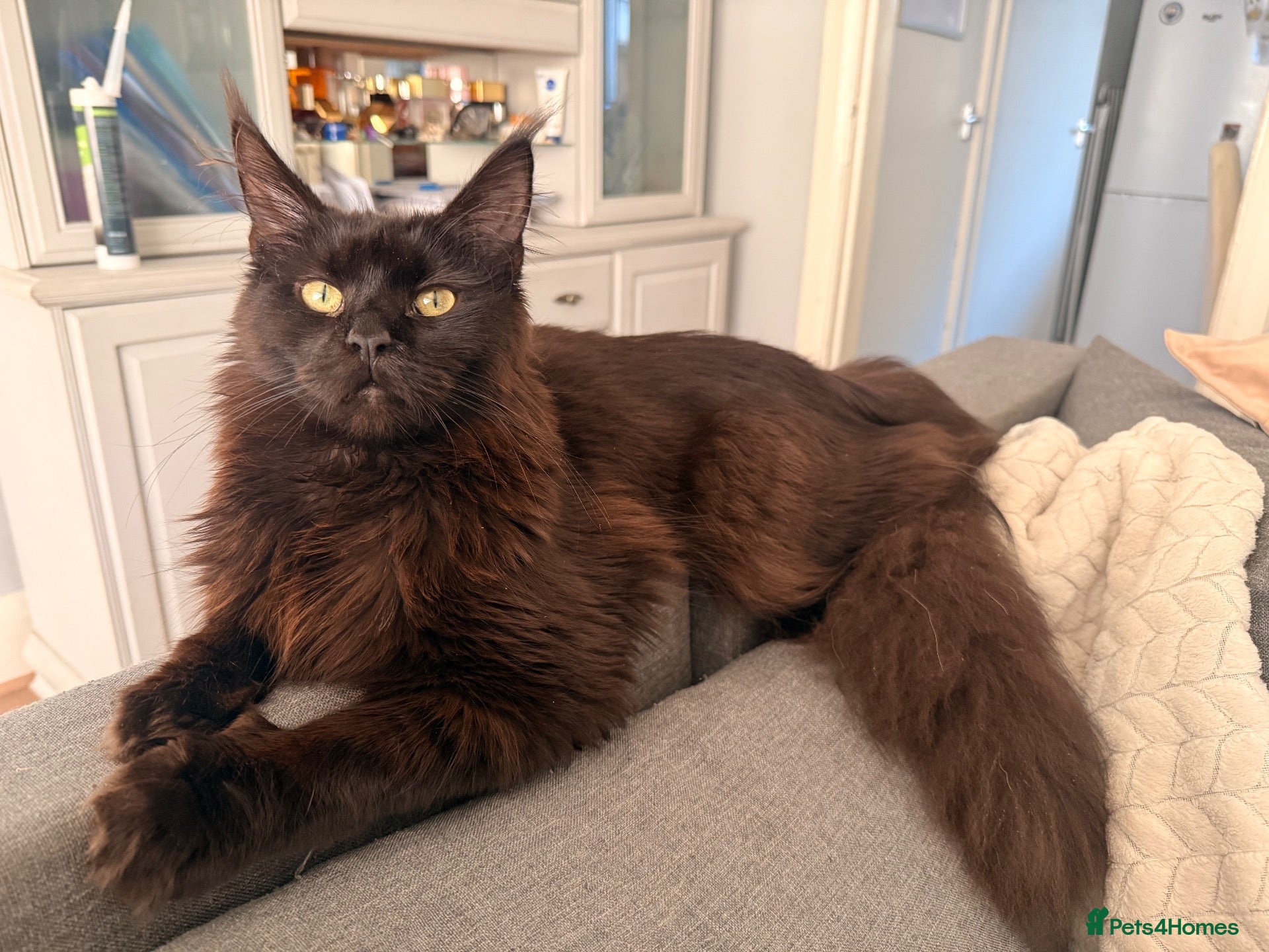Maine Coon cats for sale: Pure stunning MaineCoon for sale! - Advert 2