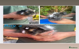 Guinea Pig rodents for sale: Baby guinea pigs  - Image 3