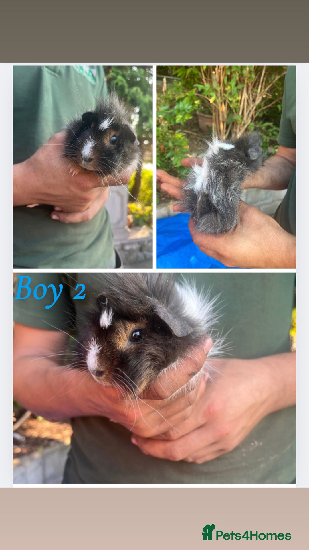Guinea Pig rodents for sale: Baby guinea pigs  - Image 3