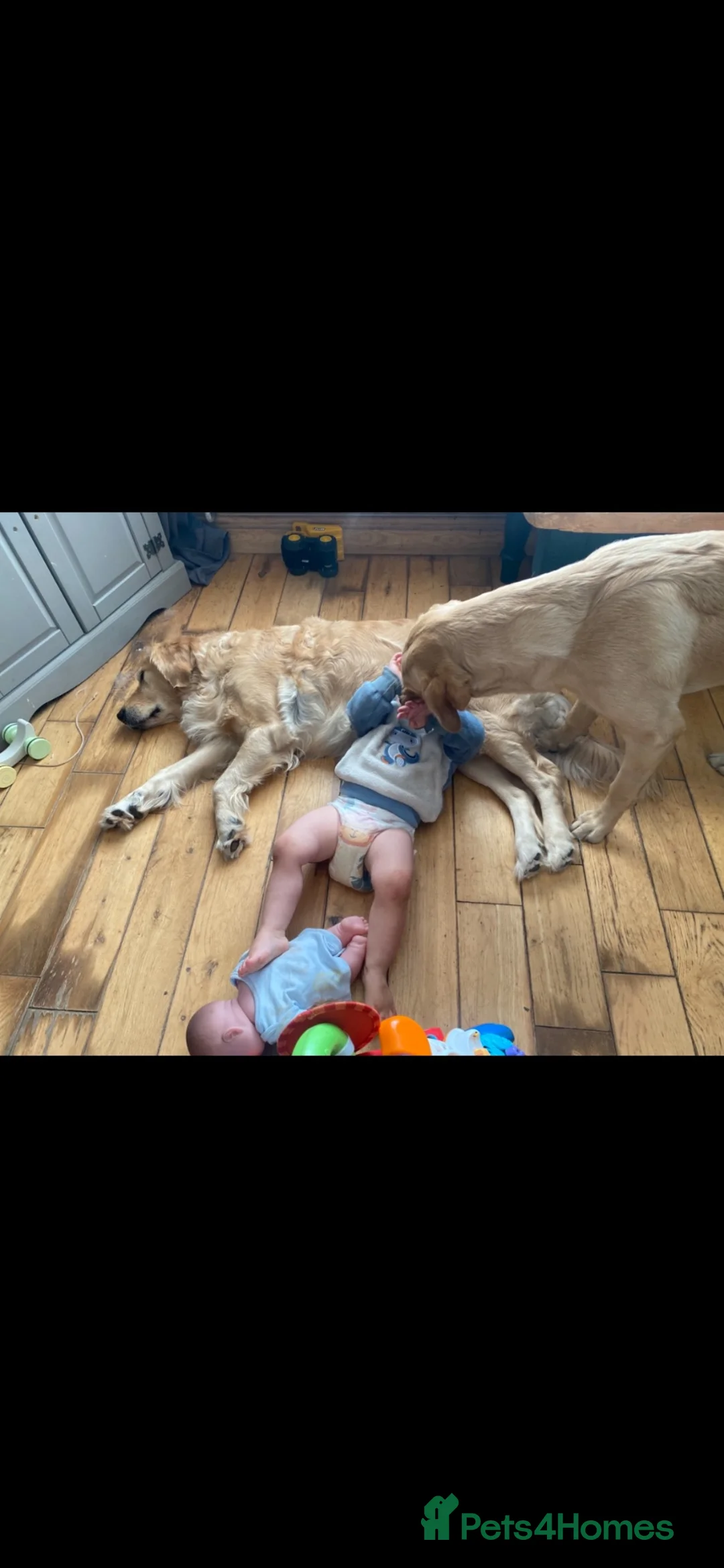 Golden Retriever dogs for sale: KC registered, health checked golden retrievers  - Advert 37