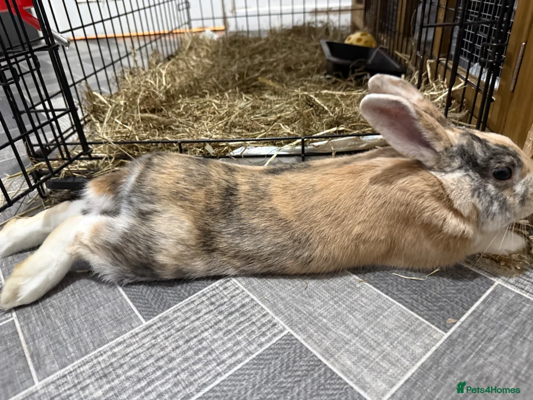 Harlequin rabbits for sale: 3x Harlequin Bunnies - Advert 1