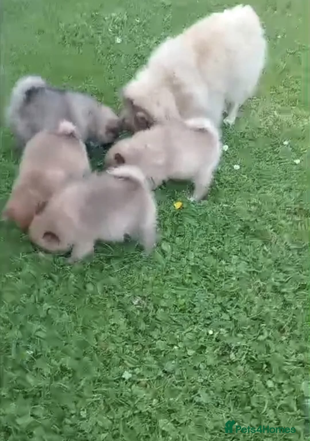 Pomeranian dogs for sale: TINY FULL POM PUPPIES  - Image 4