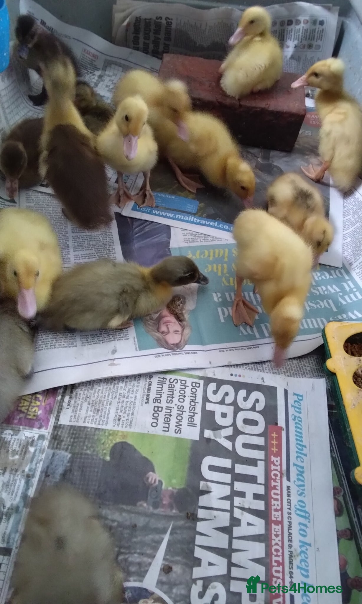 Ducks poultry Indian runner ducklings for sale - Advert 13