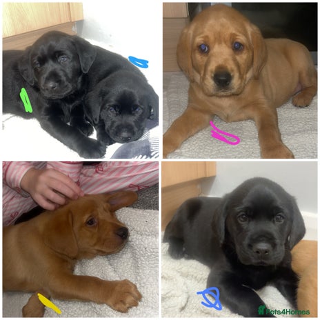 Labrador Retriever dogs Beautiful KC Labrador FTCH hereditary clear pups - Advert 1