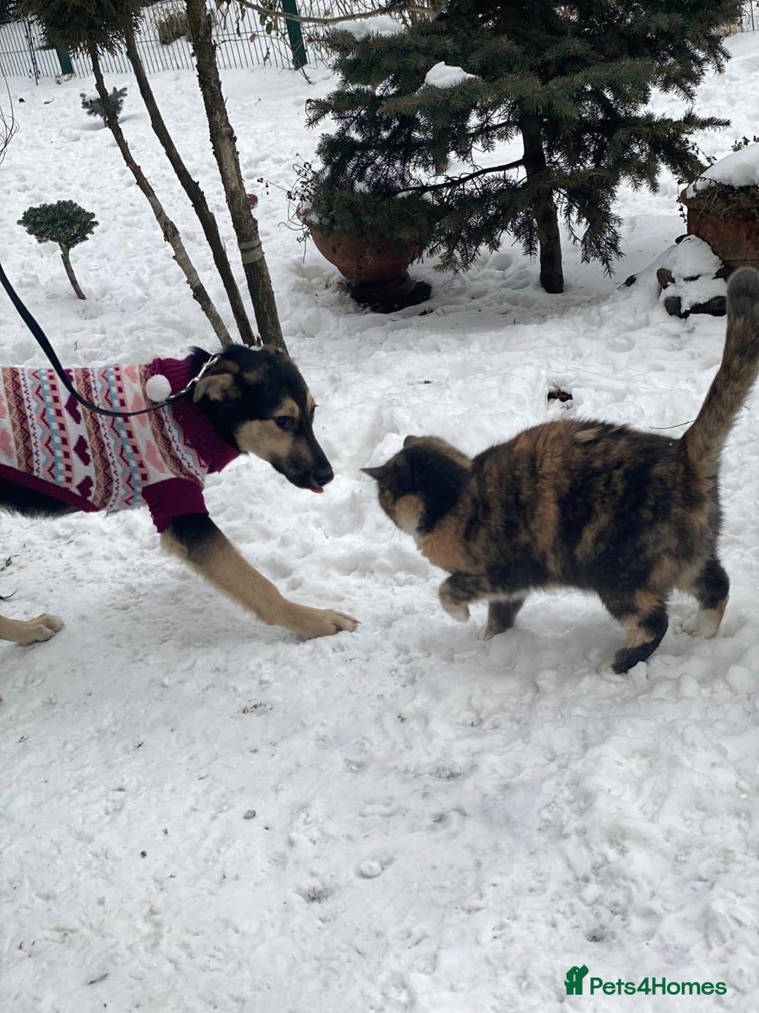 Mixed Breed dogs for adoption: ❤️ZITA&GITA❤️ – Together or Separately - Advert 16