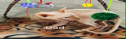 Sphynx cats for sale: Canadian Sphynx Tica registered,Blue eyes. - Advert 4