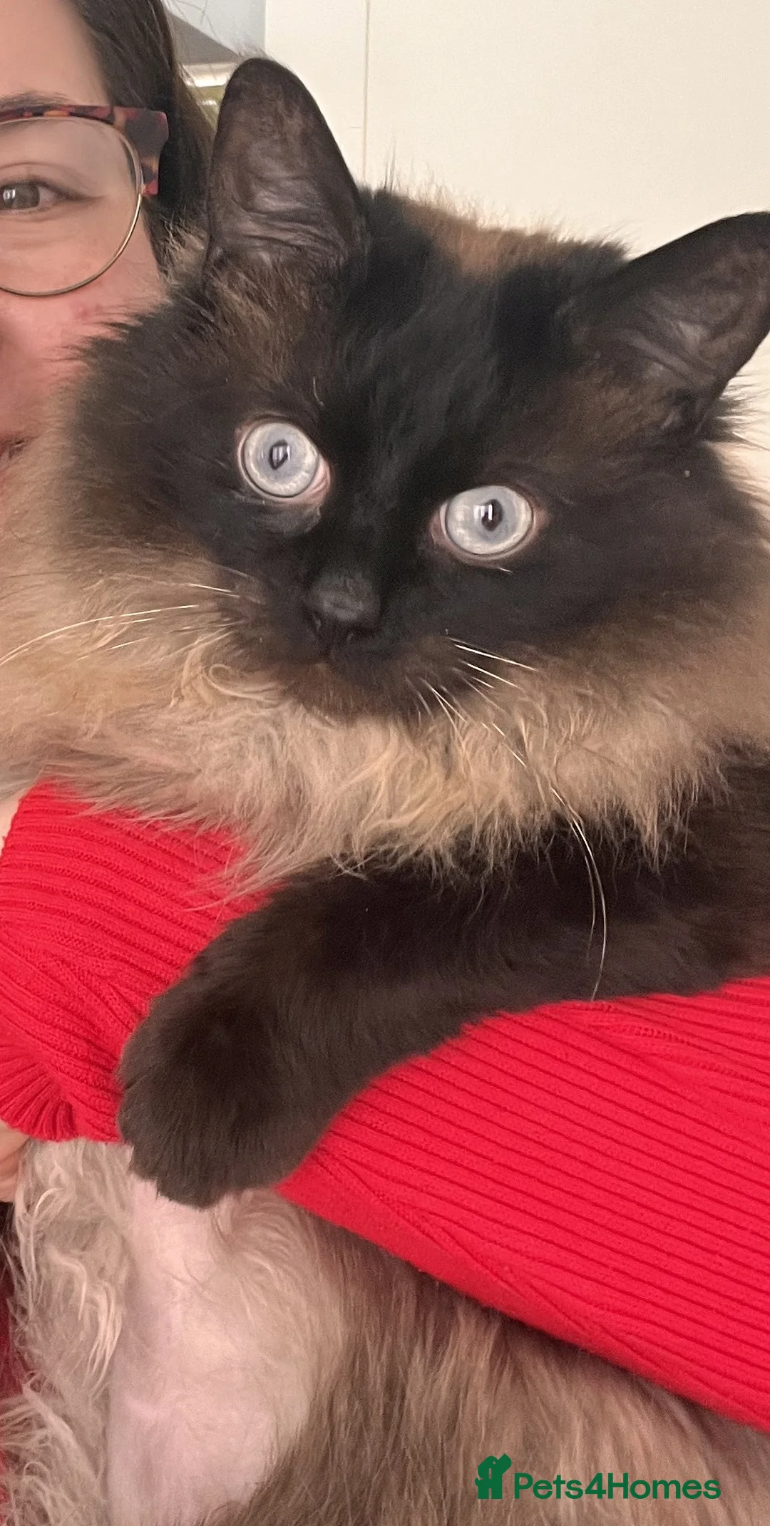 Ragdoll cats for sale: Ragdoll Male Cat 2 years old in Cardiff - Advert 6