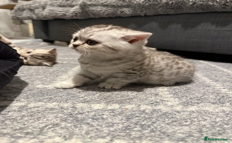 Scottish Fold cats - Advert 1