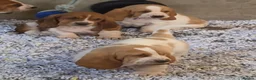 Basset Hound dogs for sale: KC BASSET HOUND PUPPIES FROM HEALTH SCORED PARENTS - Advert 16