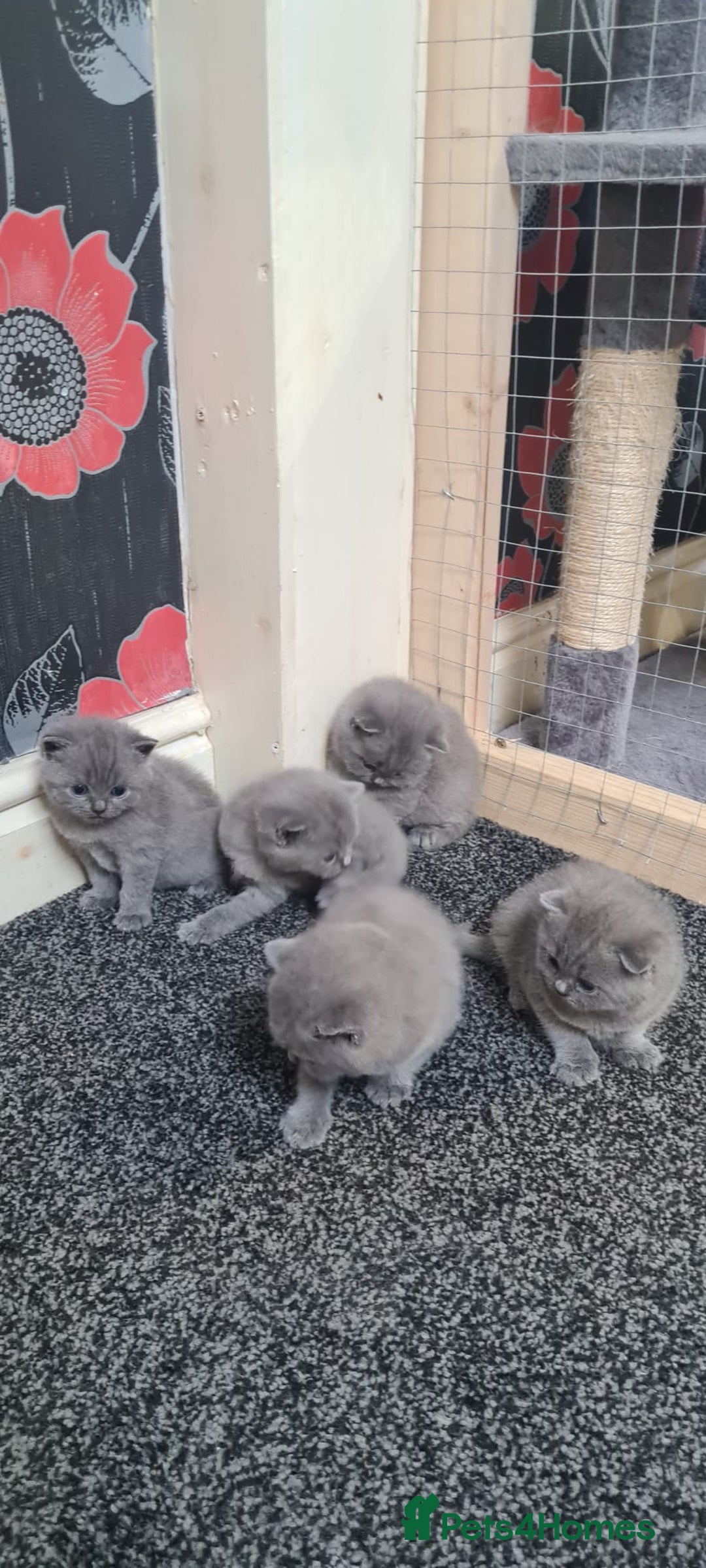 Scottish Fold cats for sale: Scottish Fold/British Shorthair Kittens  - Advert 7