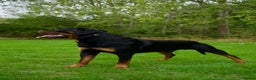 Rottweiler dogs for stud: KC Registered Rottweiler Stud - Advert 2